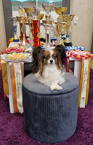 Burvīgus Papillon kucēnus no godalgotiem vecākiem (6 foto no 7)