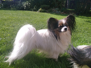 Burvīgus Papillon kucēnus no godalgotiem vecākiem (7 foto no 7)