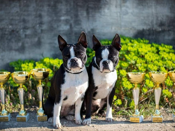 Bostono terjeras, FCI šuniukai, po čempionų