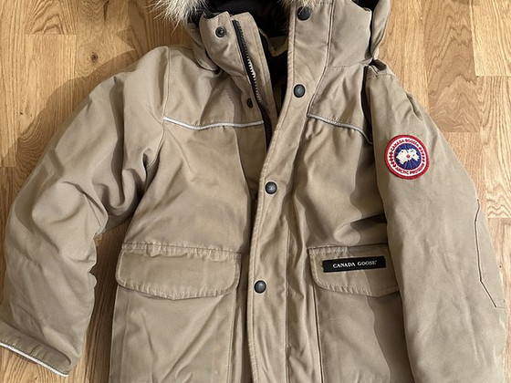 Canada goose