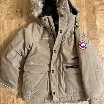 Canada goose