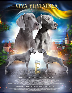 Веймаранер (7 фото из 7)