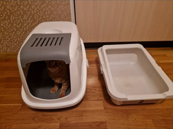 Кошачий туалет