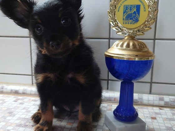 Krievu Toy garspalvaini
