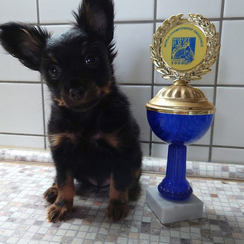 Krievu Toy garspalvaini