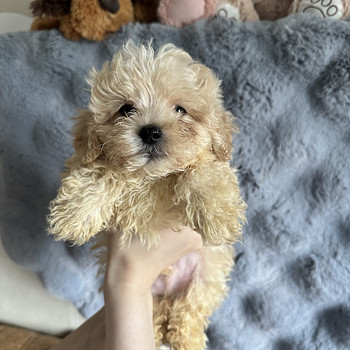 Maltipoo kutsikad
