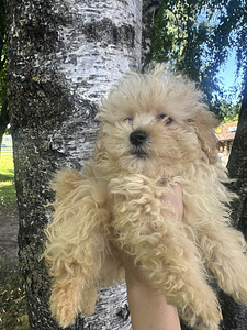 Maltipoo kutsikad (2 foto / 3)