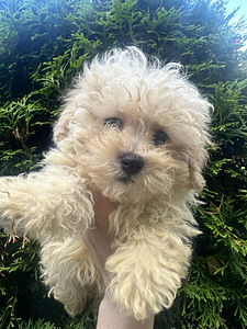 Maltipoo kutsikad (3 foto / 3)