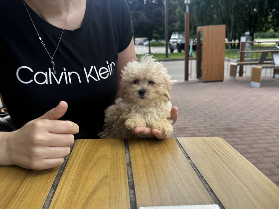 Maltipoo kutsikad