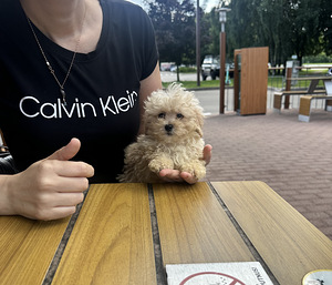 Maltipoo kutsikad (1 foto / 3)