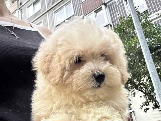 Maltipoo kutsikad