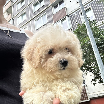 Maltipoo kutsikad