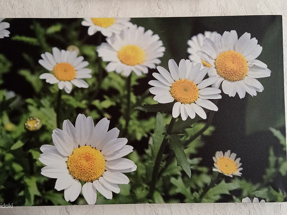 Картина 58*38