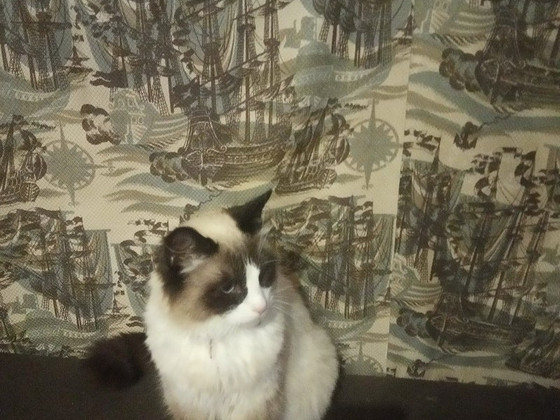 Pārdodu kaķēnus