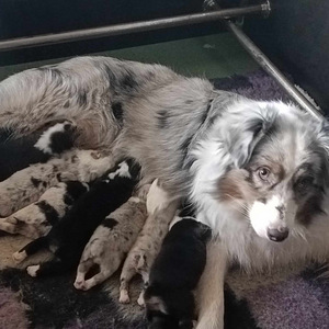 AUSTRALIAN SHEPHERDS (3 valokuva sivusta 8)