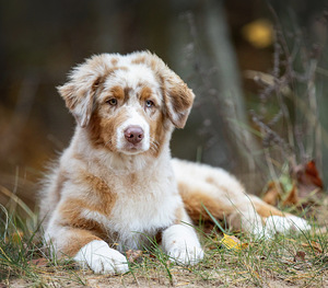 AUSTRALIAN SHEPHERDS (1 valokuva sivusta 8)