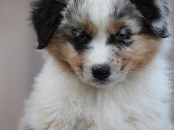 Austraalia lambakoera blue merle,blue eyes