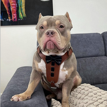 Ameerika Bully otsib pruuti