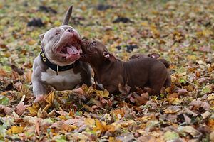 American pocket bully (1 foto no 10)