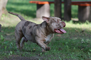 AMERICAN POCKET BULLY (1 foto no 7)