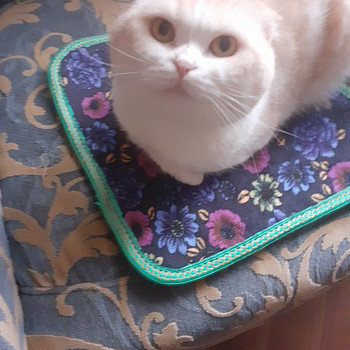Кот шотландский вислоухий(полукровка)ищет кошечку для вязки