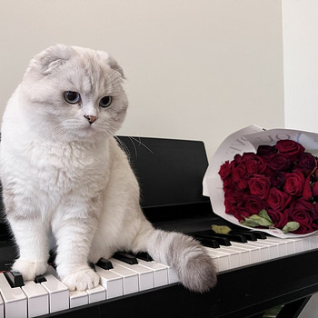 Шотландский вислоухий мальчик