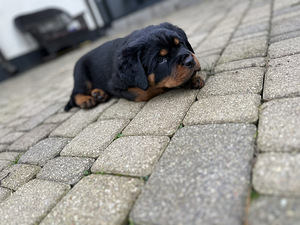 Rotveilera kucēni (1 foto no 5)