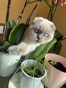 Ищем шотландского прямоухого кота (1 фото из 2)