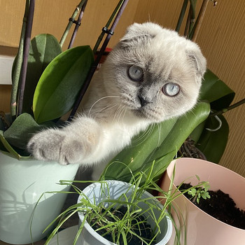 Ищем шотландского прямоухого кота