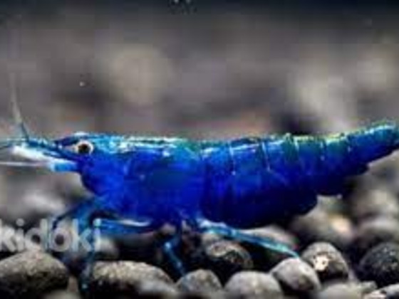 Креветка синий вельвет (Neocaridina Blue Velvet)