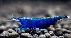 Креветка синий вельвет (Neocaridina Blue Velvet) (1 фото из 1)