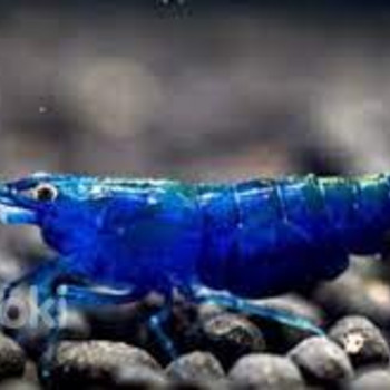 Креветка синий вельвет (Neocaridina Blue Velvet)