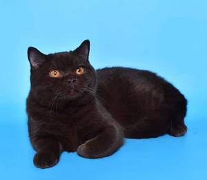 British shorthair female (1 valokuva sivusta 1)