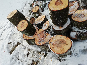 Дубовые связки (1 фото из 3)