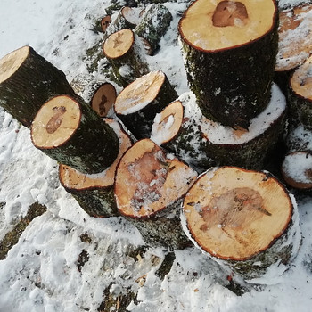 Дубовые связки