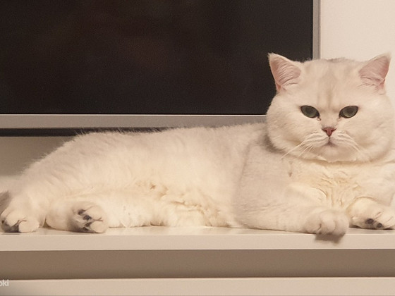 Британский короткошерстный кот, самец