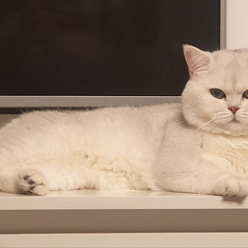 Британский короткошерстный кот, самец