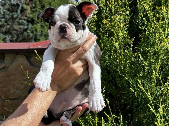 Boston Terrier Welpe sucht neuen Hände