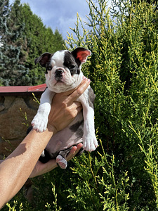 Boston Terrier Welpe sucht neuen Hände (1 Foto aus 4)