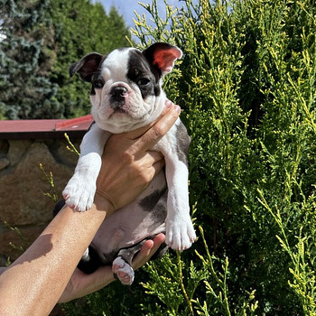 Boston Terrier Welpe sucht neuen Hände