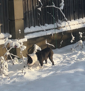 Boston Terrier Welpe sucht neuen Hände (3 Foto aus 4)
