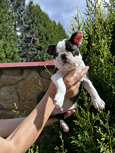 Boston Terrier Welpe sucht neuen Hände (4 Foto aus 4)
