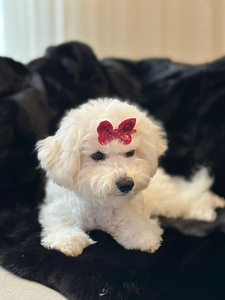 Bichon frise (3 valokuva sivusta 10)
