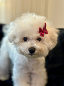 Bichon frise (2 valokuva sivusta 10)