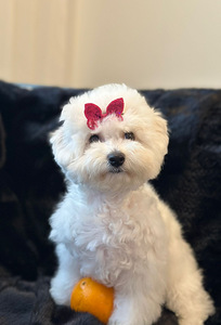 Bichon frise (1 valokuva sivusta 10)