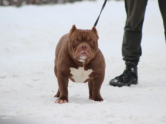 Щенок американского булля American bully