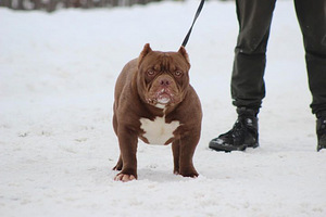Щенок американского булля American bully (1 фото из 3)