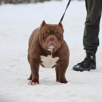 American bully