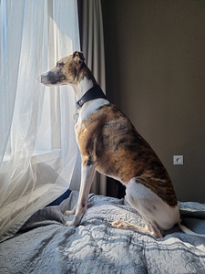 Whippet (1 foto / 1)