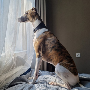 Whippet